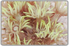 Green Flower Pot Coral